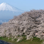 富士山と桜、日本の心