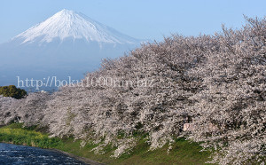 富士山と桜、日本の心